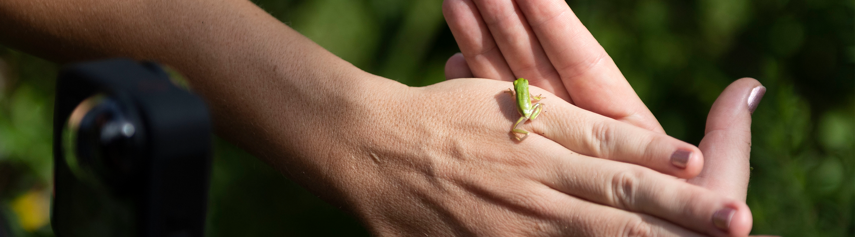 Environment Program Study of Frogs