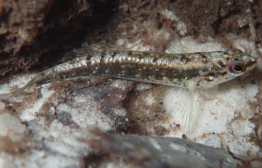 Darter Fish