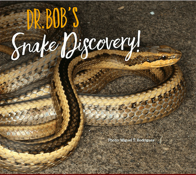 Dr. Bob's Snake