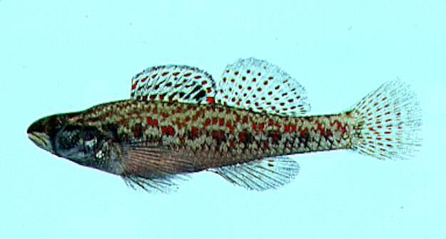 Brown Darter