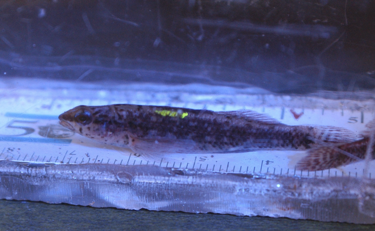 Darter Research