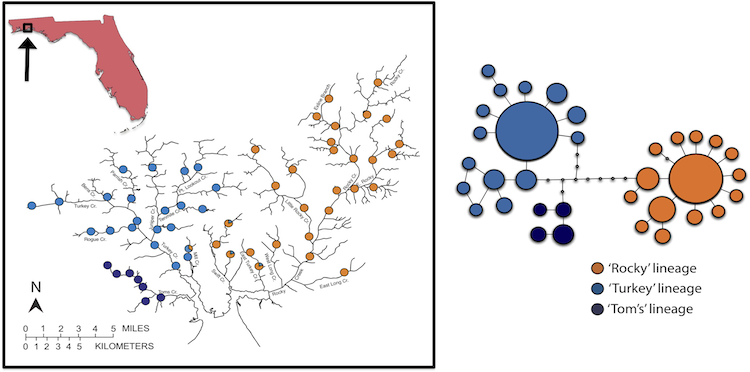 Research on Darter Population Genetics