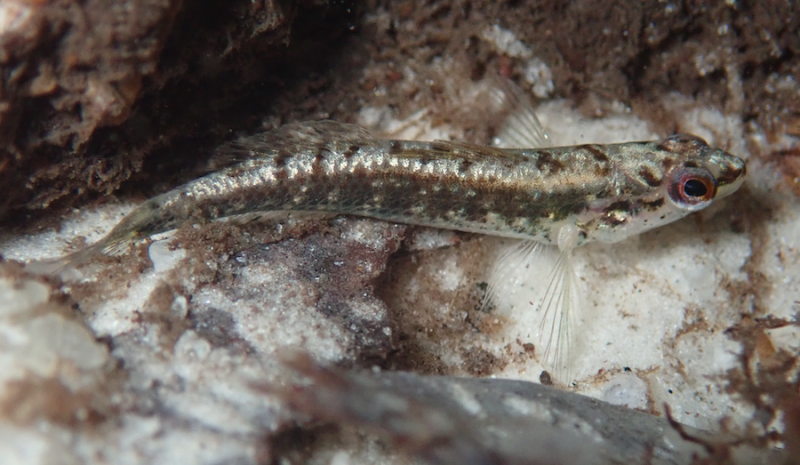 Okaloosa Darter