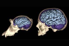 Clinical Neuroscience & Evolutionary Genetics